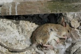 Chim cánh cụt Humbolt tại Chile đứng trước nguy cơ tuyệt chủng