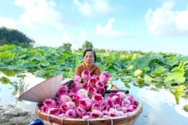 Hà Nội lần đầu tổ chức Lễ hội Sen