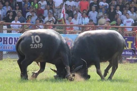 Năm thứ 2 liên tiếp, lễ hội chọi trâu Đồ Sơn hoãn vì dịch Covid-19 