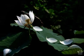 Triển lãm ảnh sen "Mùa Vu Lan và những cánh cửa yêu thương"