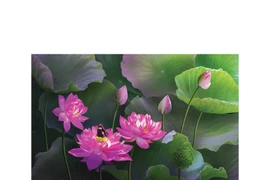 Hoa sen đẹp tinh khôi qua các bức ảnh của Hoàng Bích Vân