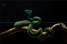 Thu hồi giải Nhất cuộc thi ảnh "Thiên nhiên hoang dã" 2025