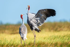 "Mong đợi ngày sếu trở về"