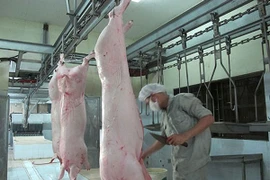 Không giết gia súc, gia cầm bằng búa