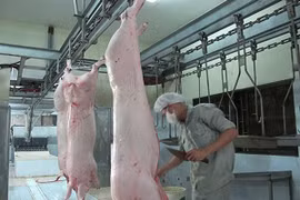 Không giết gia súc, gia cầm bằng búa