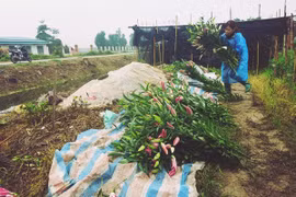 Nước mắt hoa ly