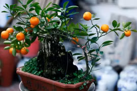 Đào, quất "khủng" lên ngôi