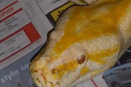 Mua tủ, được khuyến mại… rắn chết