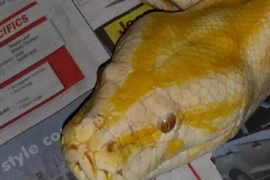 Mua tủ, được khuyến mại… rắn chết