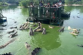 Nhóm du khách Trung Quốc đứng giữa hồ trêu đùa đàn cá sấu
