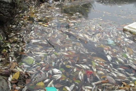 Lãnh đạo Formosa cúi đầu xin lỗi sau phát ngôn của ông Chu Xuân Phàm