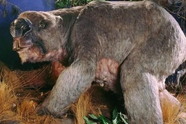 Hóa thạch gấu túi khổng lồ ở Australia