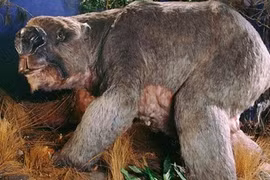 Hóa thạch gấu túi khổng lồ ở Australia