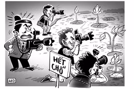 Bát nháo đầm sen