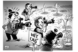 Bát nháo đầm sen