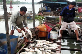 Dân không thuận với kết luận của Đồng Nai về nguyên nhân cá chết hàng loạt