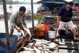 Cá chết trắng bè trên sông ở Đồng Nai