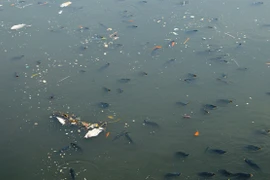 Cá chết ngửa bụng trên kênh Nhiêu Lộc - Thị Nghè ở TP.HCM