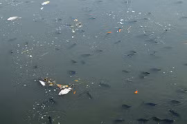 Cá chết ngửa bụng trên kênh Nhiêu Lộc - Thị Nghè ở TP.HCM