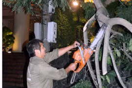 Sớm hoàn thành việc thu dọn cây xanh gãy đổ
