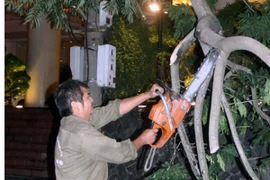 Sớm hoàn thành việc thu dọn cây xanh gãy đổ