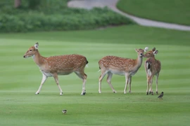 Những 'khán giả' đặc biệt tại Vinpearl Golf Nha Trang