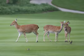 Những 'khán giả' đặc biệt tại Vinpearl Golf Nha Trang