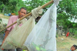 Trắng đêm lên núi săn kỳ nhông