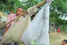 Trắng đêm lên núi săn kỳ nhông