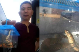 Ném rắn lên xe buýt vì bị từ chối mang theo