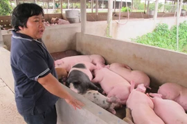 Trung Quốc dừng mua, giá lợn hơi lao dốc