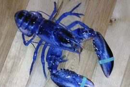 Thả tôm hùm xanh lam hiếm về biển cả