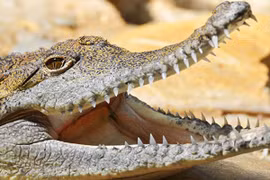 Ông lão chiến đấu thoát khỏi cá sấu