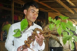 Phát hiện củ sâm Ngọc Linh tự nhiên siêu 'khủng', giá 210 triệu đồng