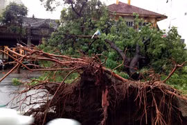 Điểm “mặt” những loại cây bật tung gốc trong cơn giông lốc tối 13-6