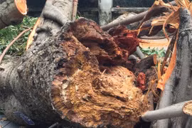 Clip: Cực nguy hiểm cây cổ thụ kiểu "trong héo ngoài tươi"