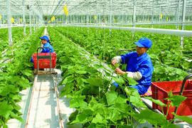 Đài Loan tiếp nhận thêm lao động Việt Nam làm việc trong 7 ngành nghề mới