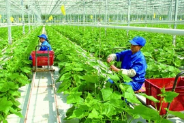 Đài Loan tiếp nhận thêm lao động Việt Nam làm việc trong 7 ngành nghề mới