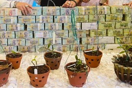 Cảnh báo "bẫy lừa" liên quan đến trao đổi, chuyển nhượng lan đột biến