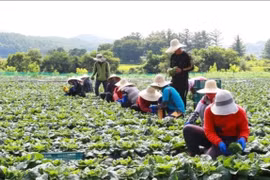 Đi làm việc thời vụ tại Hàn Quốc bắt buộc phải tham gia bảo hiểm tai nạn