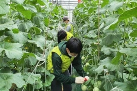 Hàn Quốc cho phép lao động Việt Nam hết hạn hợp đồng ở lại đến năm 2022