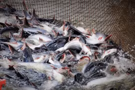 Campuchia hủy lệnh cấm nhập khẩu 4 loại cá da trơn từ Việt Nam