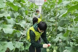 Hướng dẫn cách đăng ký làm thời vụ đối với lao động E9 hết hạn hợp đồng