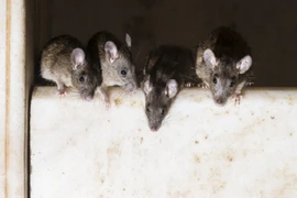 Ấn Độ: Bé sơ sinh 10 ngày tuổi tử vong vì chuột cắn