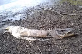 Phát hiện xác "thủy quái" dạt vào bờ hồ ở Anh