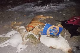 Xác chó nằm la liệt trên đường phố