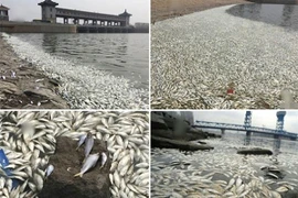 Trung Quốc: Cá chết trắng sông sau vụ nổ ở Thiên Tân