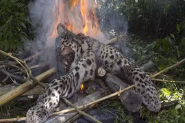 Báo quý hiếm bị "xẻo thịt", thiêu cháy dã man 