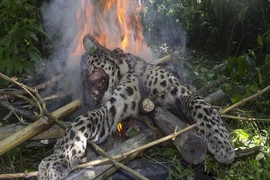 Báo quý hiếm bị "xẻo thịt", thiêu cháy dã man 