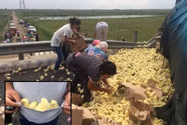 Trung Quốc: Xe tải chở gà con lật, dân địa phương tranh nhau "hôi của"